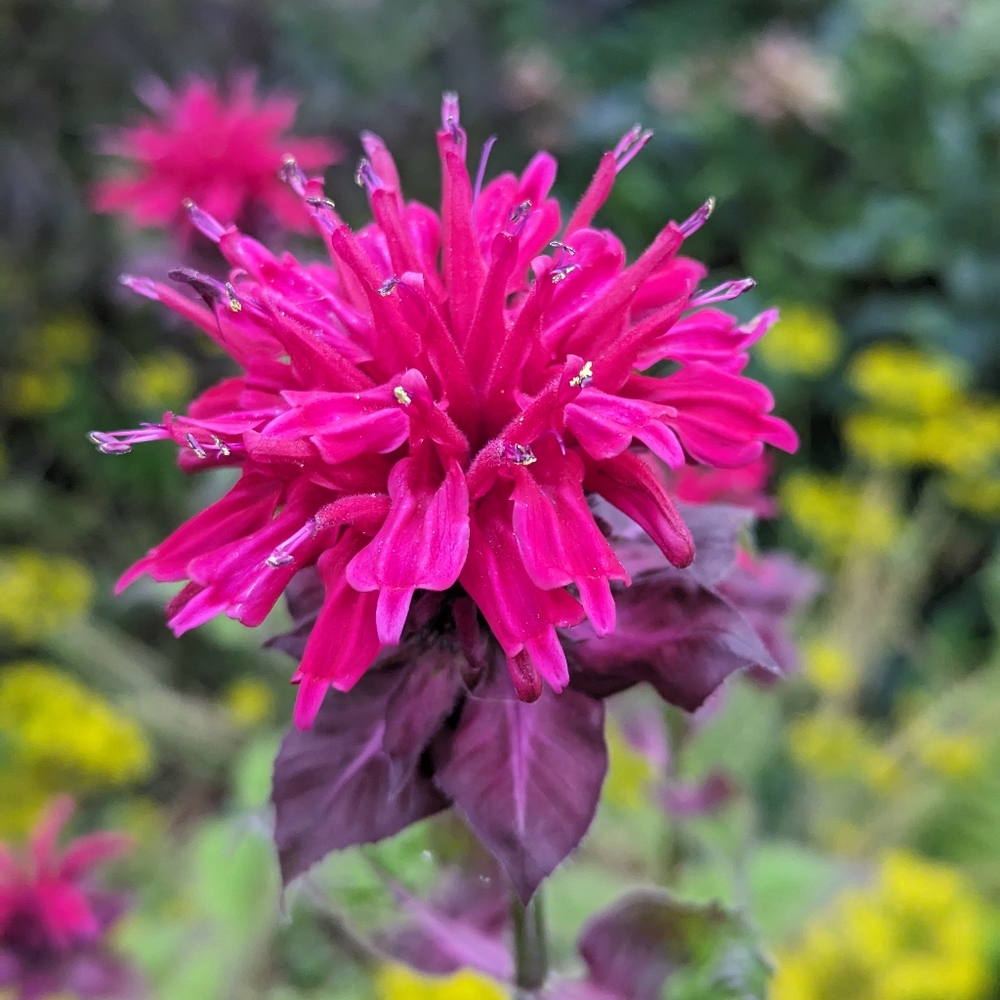 🌟MAKE ME OFFER🌟